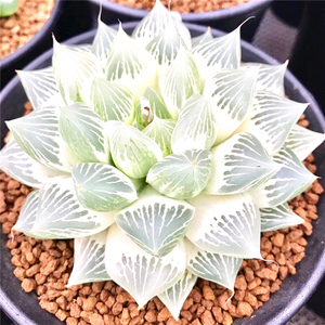 帝王寿锦 水晶寿锦 寿锦多肉 清仓包邮 帝王寿锦一物一拍