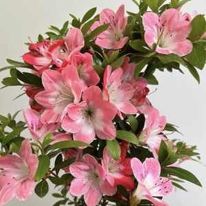 日本皋月杜鹃花红子丽子耐寒热好养的植物小盆栽