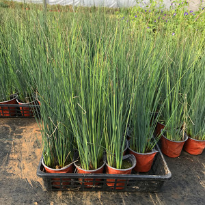 龙须草花盆栽
