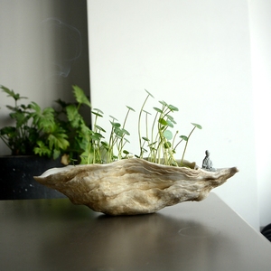 创意花盆贝壳海蛎花器斗鱼小鱼缸铜钱草水培花园装饰简约装饰收纳