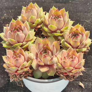 炼金术士长生草多肉植物群生含盆栽好发货一物一拍好养耐冻老桩