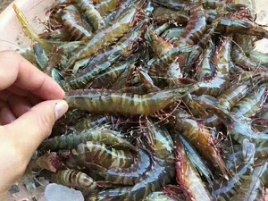 东山岛海鲜黑节虾野生海虾250克半斤一盒装活虾速冻 冷冻海产包邮