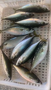 东山岛海鲜 青花鱼养殖 新鲜海鲜水产青占鱼可刺身 放血鲜寄 包邮
