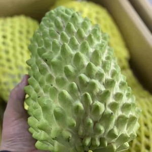 正品榴莲释迦苗牛心梨枮木实生苗带土盆栽当年结果