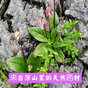 岩白菜中药