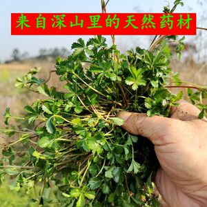 五皮风草药