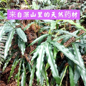 南岭山区新鲜现采天然食用野小山姜箭杆风九姜连九龙盘保健中药材