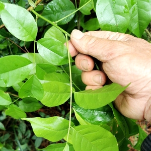 南岭山区野生鱼藤中南鱼藤根新鲜现采萎藤茎叶干货天然草药中药材