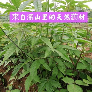 南岭山区牡荆子七叶黄荆柴新鲜现采牡荆条枝叶根瑶药五指风中药材