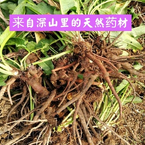 南岭山区新鲜现采天然土大黄根叶牛舌头牛耳大黄干货种植苗中药材