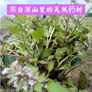 南岭山区新鲜现采天然野白毛夏枯草白花夏枯草过冬青中药材中草药