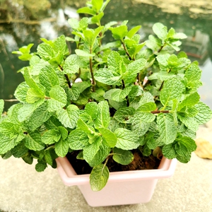 南岭山区带根留兰香苗薄荷盆栽绿植小苗可食用香草狗羊肉去腥香料