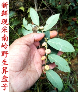 南岭采药人新鲜现采野生算盘子根茎叶野南瓜金骨风算盘珠中草药材