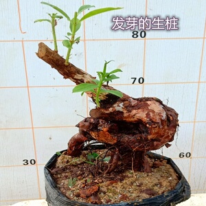 下野地再生映山黄色杜鹃花卉羊踯躅老桩室内盆景栽培大型提根植.