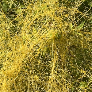 500克新鲜无根藤无头藤金丝藤 罗网藤晒干根草菟丝子中草药