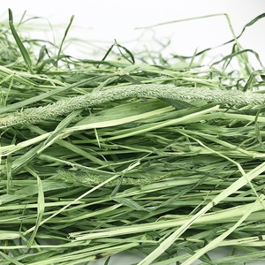 现货23年晒干北提摩西草国提500克干草龙猫兔子荷兰猪5斤包邮