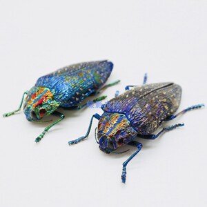 马岛簇毛艳吉丁polybothris sumptuosa gemma原虫标本030