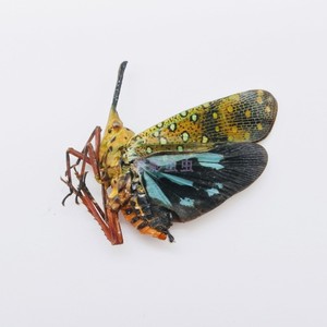 035布拉塔长鼻蜡蝉saiva bullata原虫标本