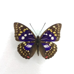 大紫蛱蝶sasakia charonda蝴蝶干制原蝶标本