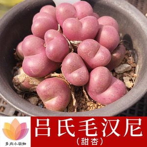 多肉植物番杏科 吕氏毛汉尼 马哈尼 经典款之一甜杏 稀有品种贵货