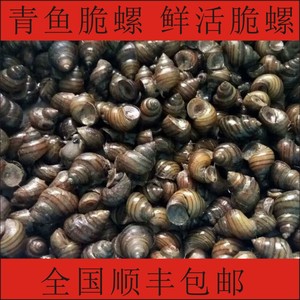 脆螺钓鱼螺青鱼脆螺鱼饵料鲜活薄壳螺蛳田螺青鱼饵料黑皖广东螺