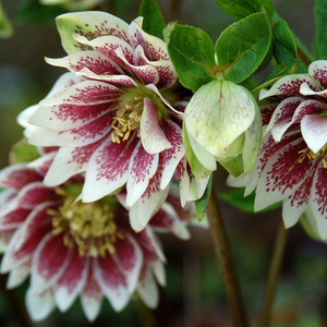 重瓣铁筷子花户外常绿耐寒花园地栽盆栽铁筷子花苗冬季开花花卉