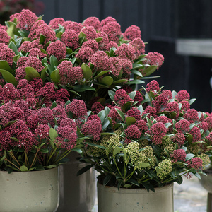 紫玉珊瑚盆栽花苗带花苞茵芋新年春季客厅室内绿植花卉植物年宵花
