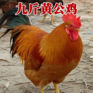 小鸡活苗九斤黄鸡苗肉鸡苗k9鸡苗青脚麻鸡苗土鸡苗公鸡苗红瑶鸡苗