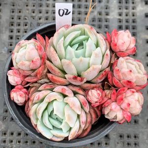 贝瑞多肉植物 奶油贝瑞 群生老桩精品 状态好 一物一拍