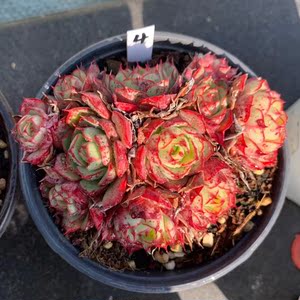 爱火多肉植物 血斑 群生精品老桩 一物一拍