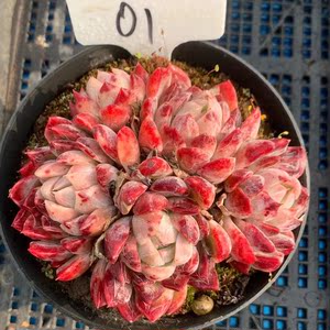 绿龙多肉植物 新品杂交 暗纹血斑 群生精品老桩 一物一拍