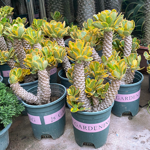 扇贝麒麟锦盆栽多头老桩贝信圣贝麒麟大戟科仙人柱室内防辐射植物