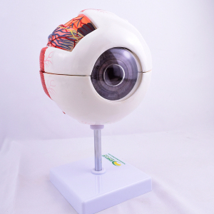 结构模型眼珠眼球眼角膜模型感觉器验光眼科五官科医生教学上海标本具