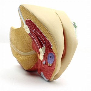 子宫模型妇产科解剖教学内外生殖妇产科医生培训医师上海器材标本教具