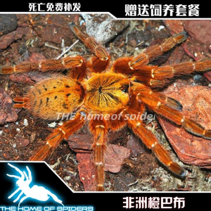 橙巴布c8捕鸟蛛非洲橙巴布非洲金巴布c8活体凶猛黄金橙色5人付款60