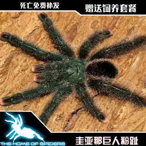 巨人圭亚那粉趾4-5厘米蜘蛛活体宠物新手入门温顺大型毛绒玩具