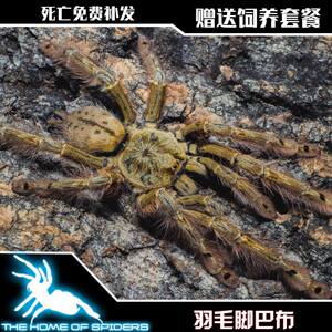 羽毛脚巴布蜘蛛14厘米公母宠物活体另类男女士好玩凶猛毛绒玩具