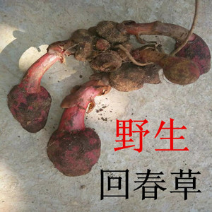 回春草野生