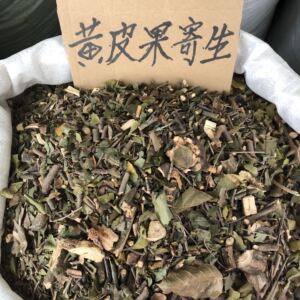 黄皮树寄生