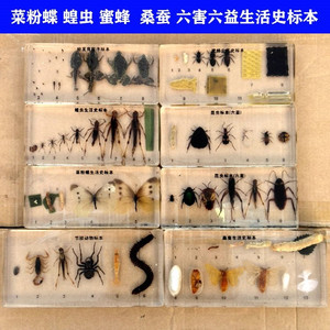 幼儿园教学真实动物发育昆虫标本树脂蜜蜂蝗虫植物发芽生长过程