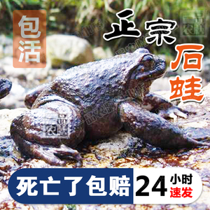 石蛙鲜活泉养山珍石鳞石蛤棘胸蛙石洞妇孺月子补品学走路顺丰包邮