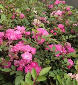 日本进口七姐妹桃心花瓣古老蔷薇月季花苗量大花墙绿化种植七姊妹