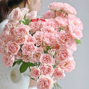新品人鱼公主多头泡泡玫瑰带香味波浪花瓣单瓣盆栽月季微月阳台党