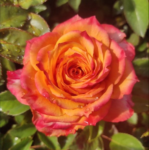 2019新品肯尼亚进口3d玫瑰大花火焰扦插苗红黄双色大花新手推荐