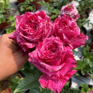 少见新品紫怪兽条纹月季实拍盆栽大花云南基地发货庭院绿色植物