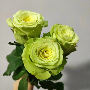 云南切花玫瑰苗绿茵少见的绿色花多季盛开夏天偏黄新手植物土培月