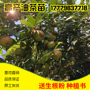油茶苗江西长林高产嫁接油茶苗茶子树营养杯苗榨山茶油苗南方种植