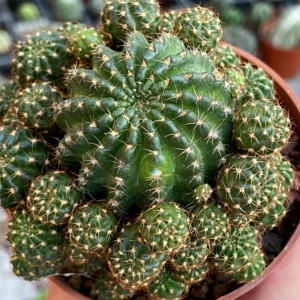 黄仙玉群生多头开红花仙人球多肉植物室内好养防辐射吸甲醛小盆栽