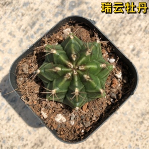 实生瑞云牡丹仙人球开花多肉植物室内桌面防辐射绿牡丹趣味小盆栽