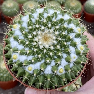 金洋丸实生雪顶仙人球乳突属开黄花多肉植物桌面防辐射仙人掌盆栽